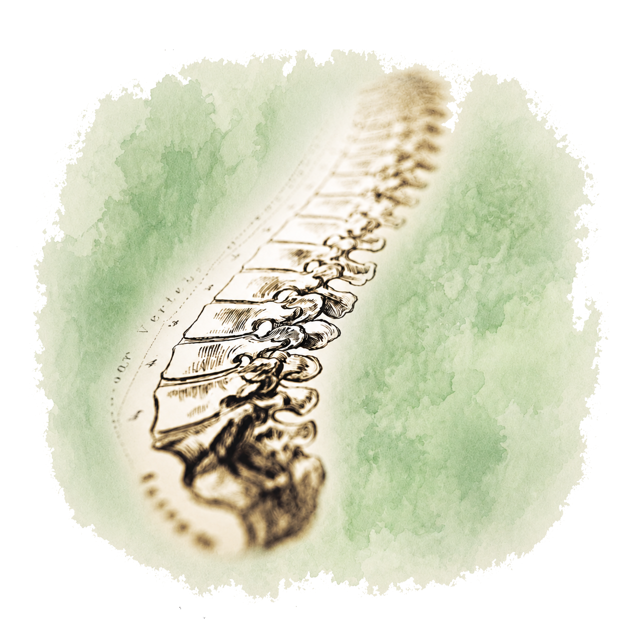 Spinal column illustration representing chiropractic care